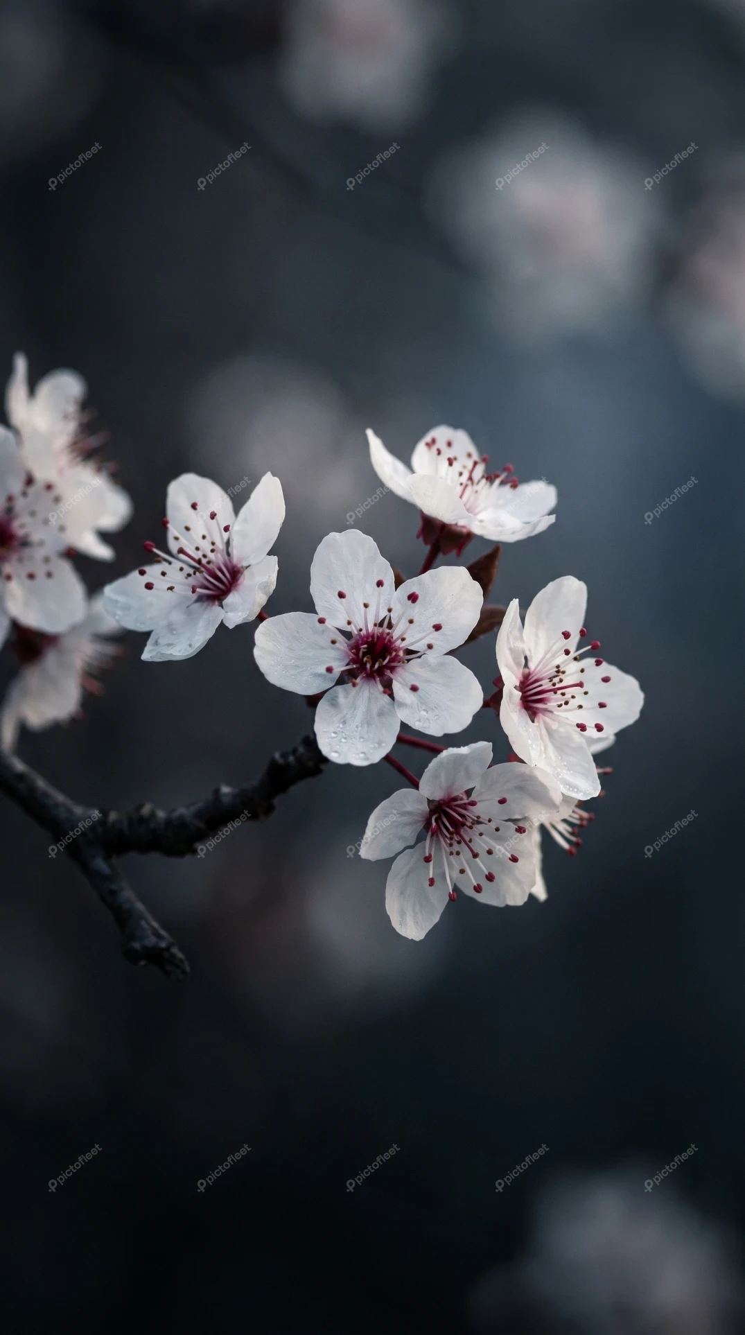 Close-up of white cherry blossoms on dark background